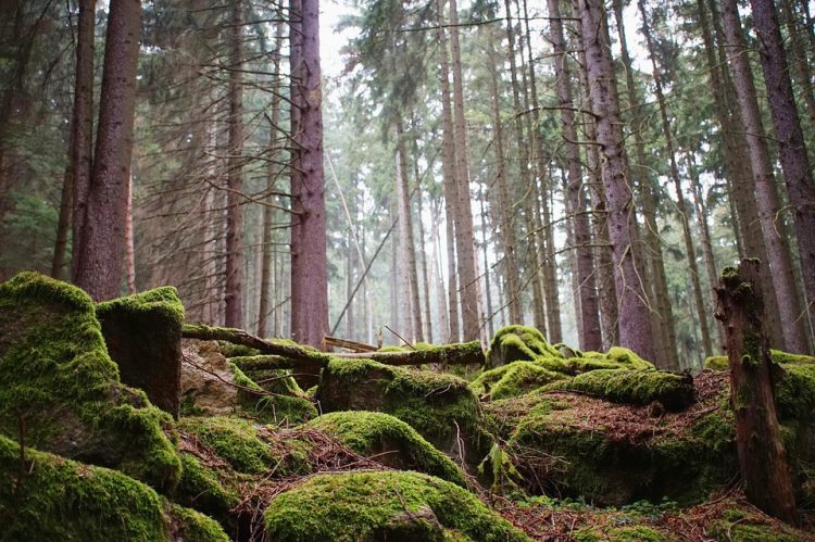 The mysterious clusters of Stones of Pokaini Forest freckle grabbed attention for ages enticed the rocks and their alleged powers of a Latvian forest. Photo Credit -