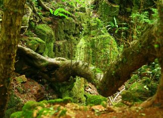 Puzzlewood – An Enchanting English Forest The stunning moss-covered rocks, bridges, stones, and tree formations can be accessed by winding pathways.
