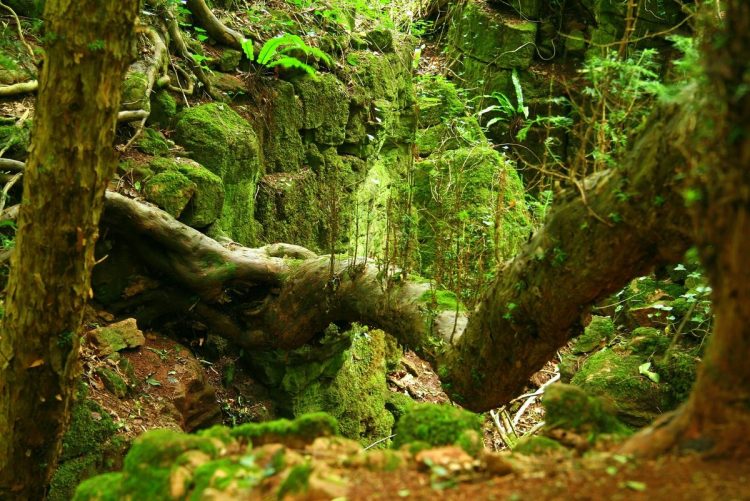 The stunning moss-covered rocks, bridges, stones, and tree formations can be accessed by winding pathways. 