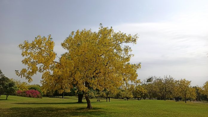 Golden Chain Tree leaves are unusual in that each consists of three short-stalked leaflets.