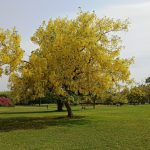 Golden Chain Tree (13)