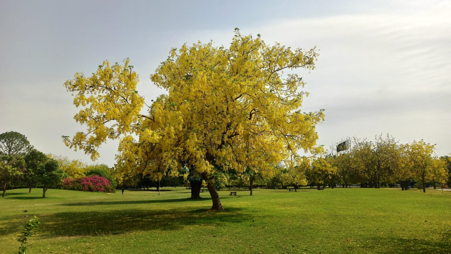 Spectacular Yellow Flowering Golden Chain Tree