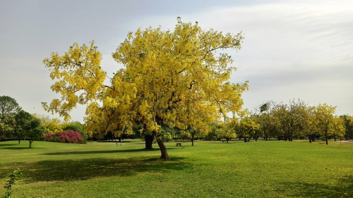 Golden Chain Tree leaves are unusual in that each consists of three short-stalked leaflets.