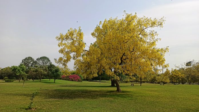 Golden Chain Tree is now known as the Scotch laburnum. A third laburnum, now more widely planted than either of the other two, is Voss’s laburnum (Laburnum x watereri).