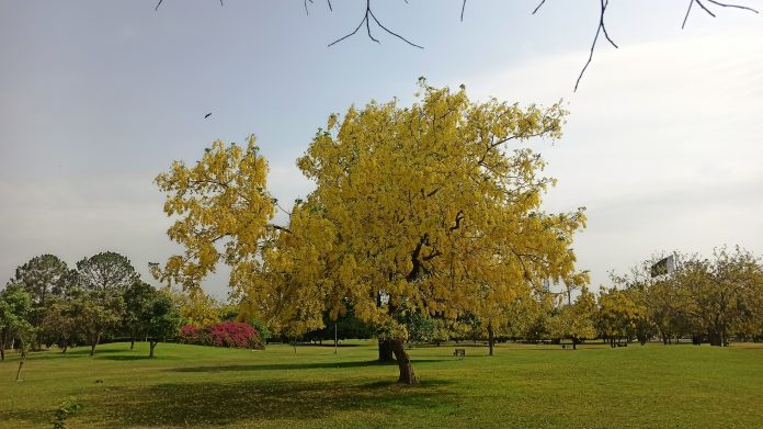 The best place to see a naturalized laburnum is in a wild hilly country.