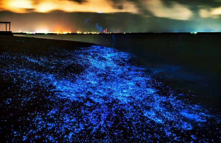 The glowing blue waves caused a natural phenomenon which has been called the “Sea of Stars”.
