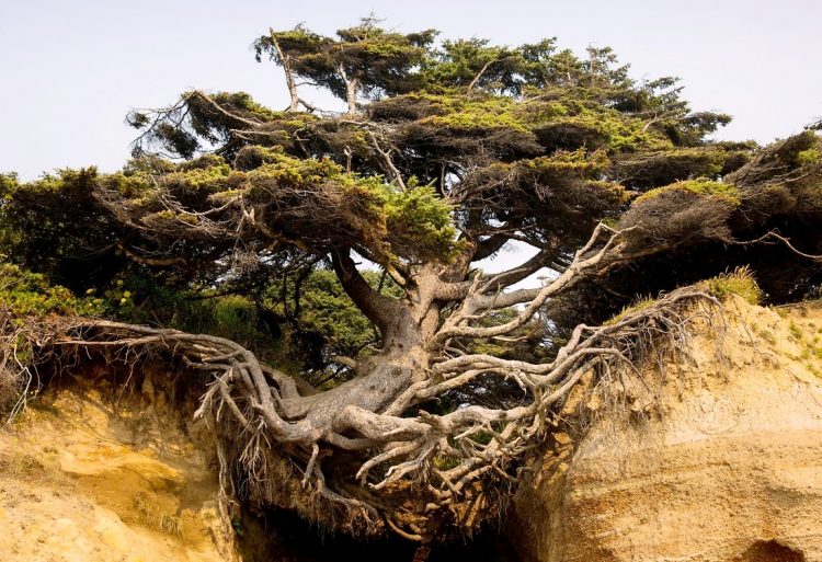 it has many names, the Kalaloch Tree, The Runaway Tree, Tree Root Cave (for the space beneath the tree), and The Tree of Life.