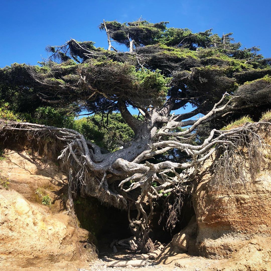 tree of life washington