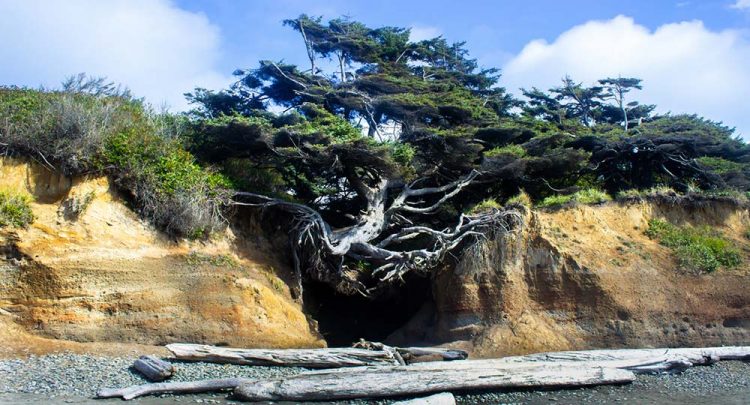 with its stunning roots seemingly supplying the tree with life in spite of no soil. This seems an immortal nature, leaving humans speechless from a sight that has never been seen before that.