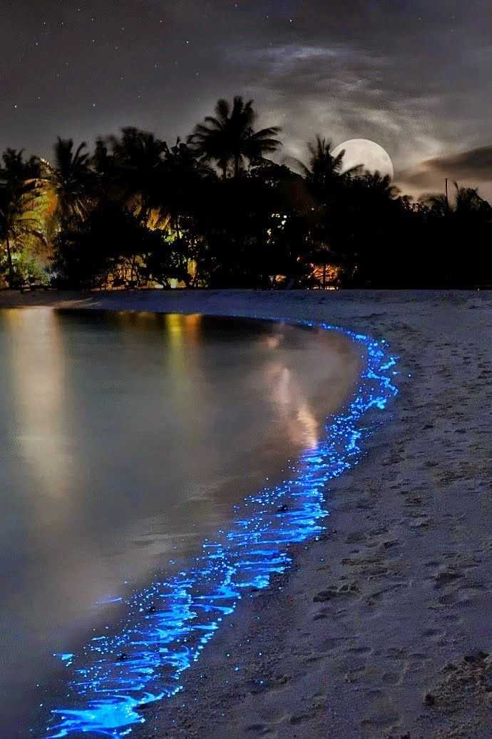 whenever you visit the Maldives, then a sea of stars be sure to venture to the shores for a midnight stroll and look upon the glowing sea that will not only be an embossed in your brain forever