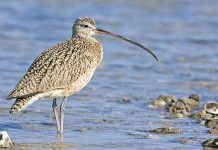 The Curlew Bird and Its Cousin The Curlew bird (Numenius arquata) is the largest European wader. It is resident, breeding in moorland, grassland, marshes, and dunes.