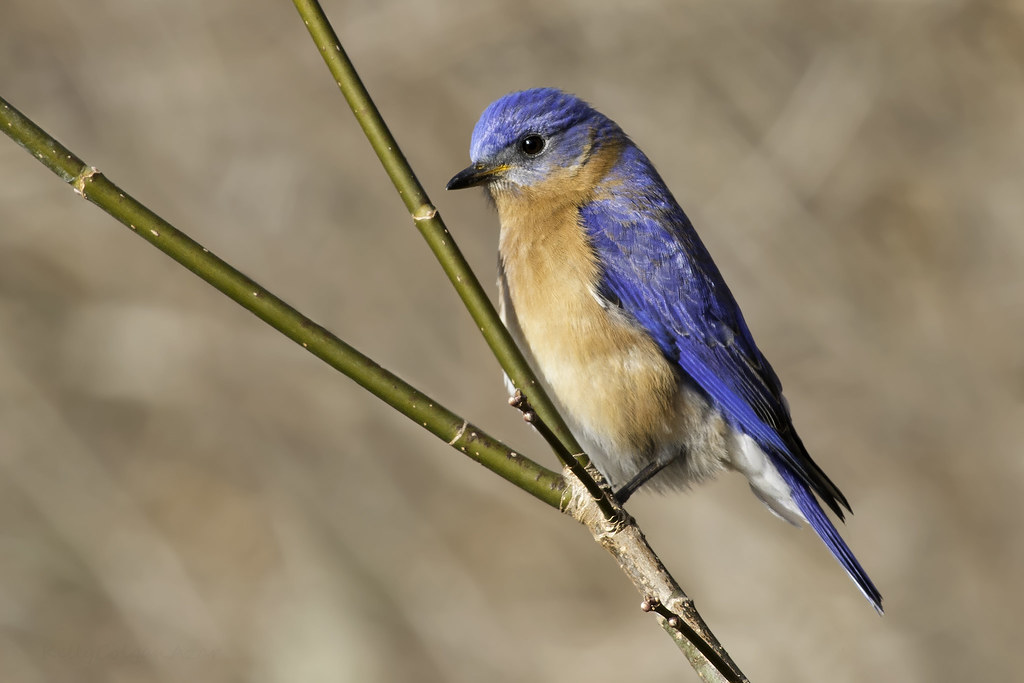 Eastern Bluebird is 16 to 21cm long and 25 to 32 cm across wings and its weight is around 27 to 35gm.