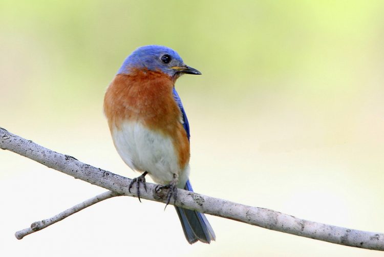 10 Cool Facts of Eastern Bluebird