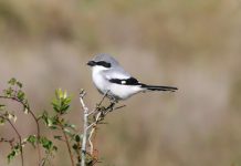 Loggerhead Shrike Call Loggerhead Shrikes (Lanius spp.) are known to prey on small vertebrates, most authors consider birds to be a minor portion of their diet.