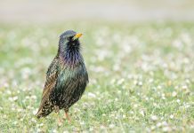 Starling Birds – Saints or Sinners? Starling birds are familiar to birdwatchers, today its superb iridescent plumage would rank it as one of the most beautiful of British Birds.