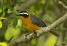 Heuglin’s Robin (white-browed robin-chat) Heuglin’s Robin is the most wide-ranging Cossypha robin in the Afro tropical region but has only a limited distribution in the more tropical parts of southern Africa.