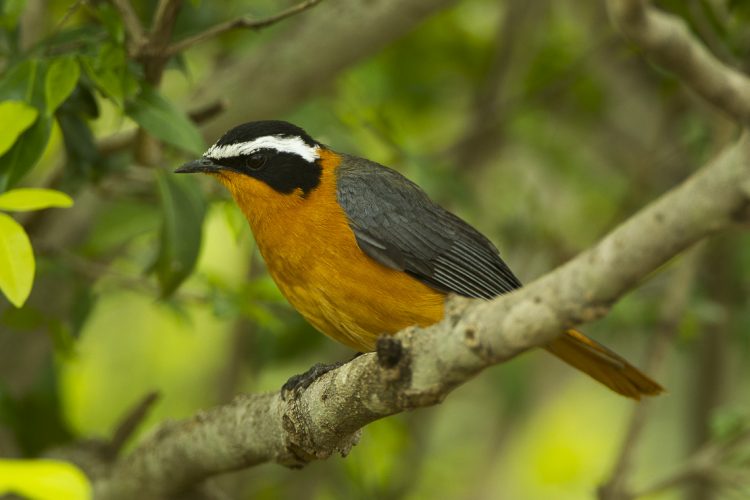 Heuglin’s Robin is the most wide-ranging Cossypha robin in the Afro tropical region but has only a limited distribution in the more tropical parts of southern Africa.