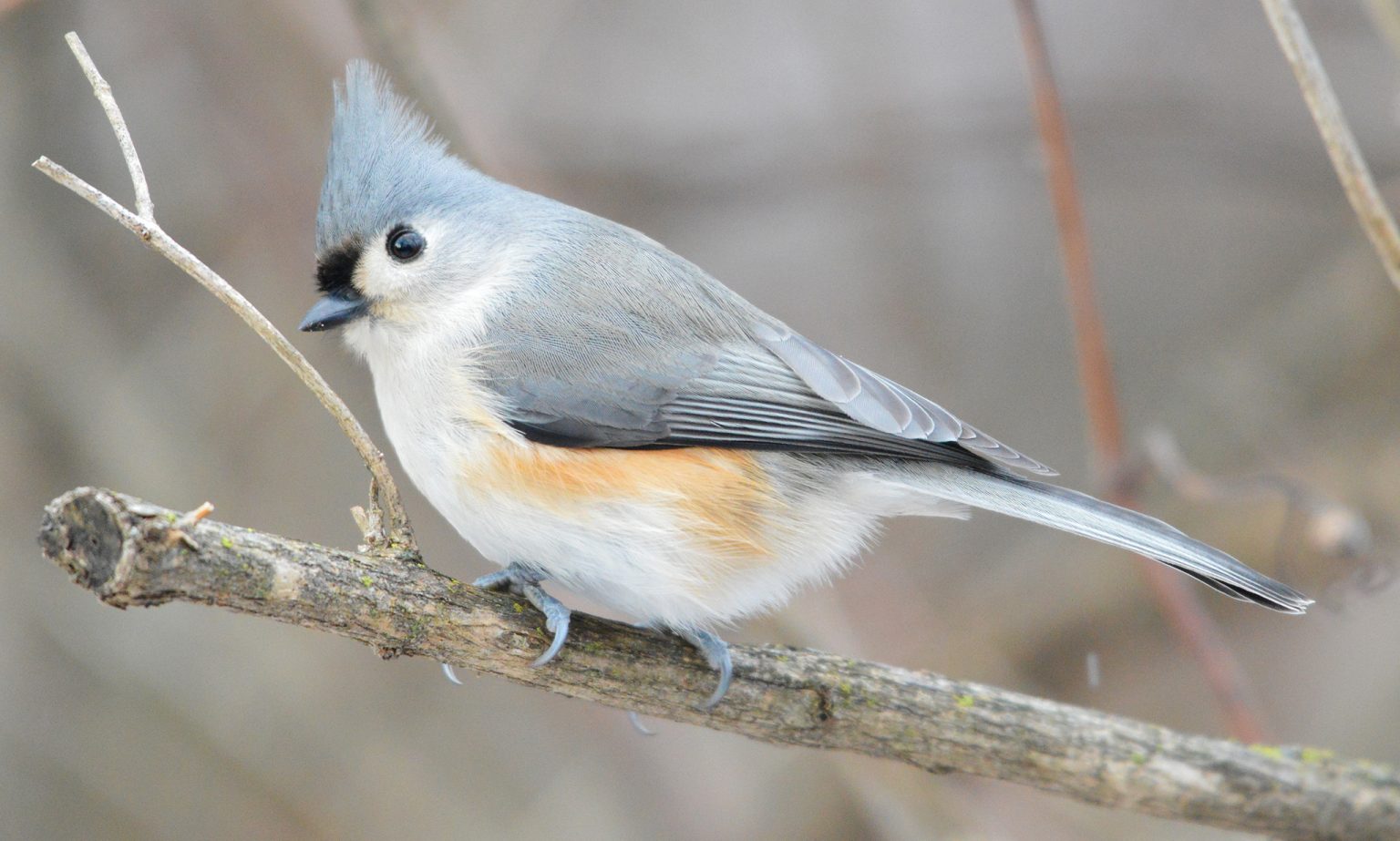 Tufted Titmouse Baeolophus Bicolor