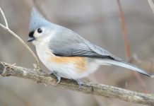 Tufted Titmouse (Baeolophus bicolor) The tufted titmouse length is 14-16 cm, with the 20 – 26 wingspans in length, with a white front, and grey upper body outlined with rust-colored flanks.