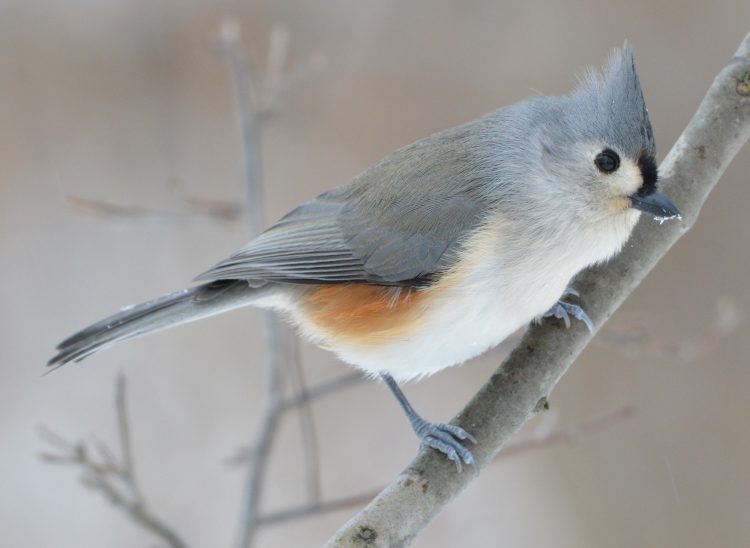 The tufted titmouse is a small songbird in the tit and chickadee family (Paridae). It usually found in central and southern Texas.