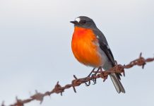 The Flame Robin (Petroica phoenicea)