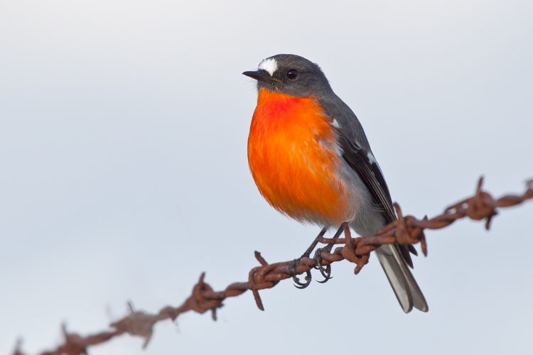 Flame Robin is a small common passerine bird native to the coolest part of Australia.