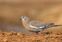 The White-winged Dove Call The white-winged call observed as a hhhhHEPEP poou pooooo, seems the word who cooks for you a pep pair pooa paair pooa paair pooa call.