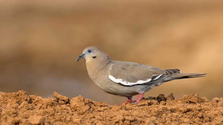 The white-winged dove call observed as a hhhhHEPEP poou pooooo, seems the word "who cooks for you". They also make a pep pair pooa paair pooa paair pooa call,