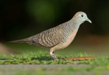 The Facts You Love The Zebra Dove