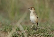 Cloud Cisticola (Cisticola textrix)