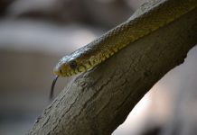 The Oriental Rat Snake