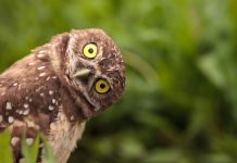 What Makes Owls So Wonderful
