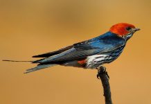 Lesser Striped Swallow (Cecropis abyssinica) This is one of the most abundant African swallows. It ranges over the greater part of Africa south of the Sahara, except for the open regions in the south and southwest.