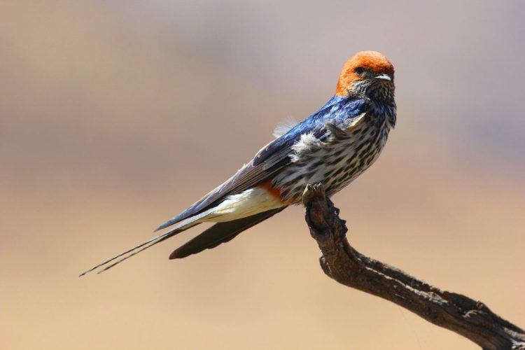 This species shows complex patterns of movement in the region. It is largely a summer-breeding migrant in South Africa