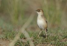 The Cloud Cisticola or tink-tink cisticola The Cloud Cisticola or tink-tink cisticola is near-endemic to southern Africa and occurs in South Africa, Angola, Mozambique, Lesotho, and sparsely in Swaziland.