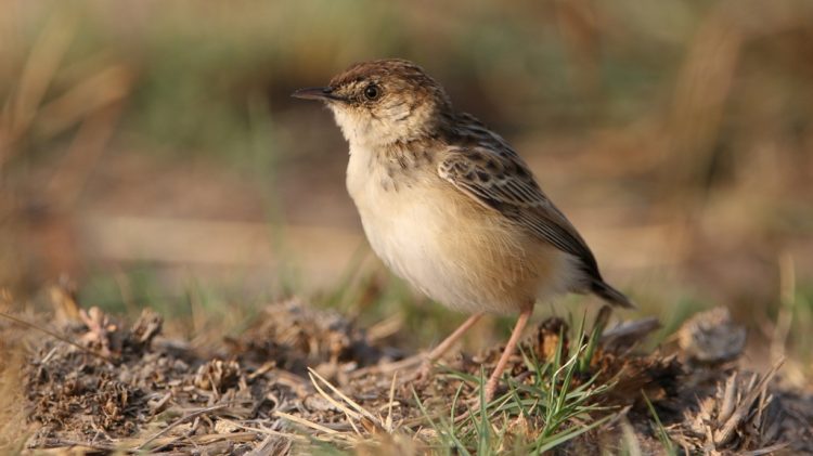 The Cloud Cisticola is not threatened. The ability of the Western race to adapt to agriculture means that it was not displaced on a large scale by the loss of indigenous fynbos.