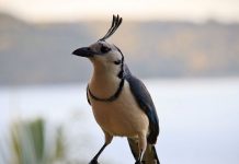 The White-throated magpie-jay One of the largest and most conspicuous songbirds in Guanacaste is the White-throated Magpie-Jay (Calocitta formosa).