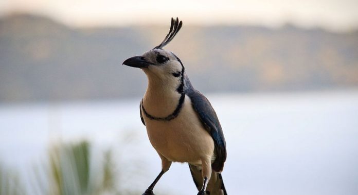 One of the largest and most conspicuous songbirds in Guanacaste is the White-throated Magpie-Jay (Calocitta formosa).