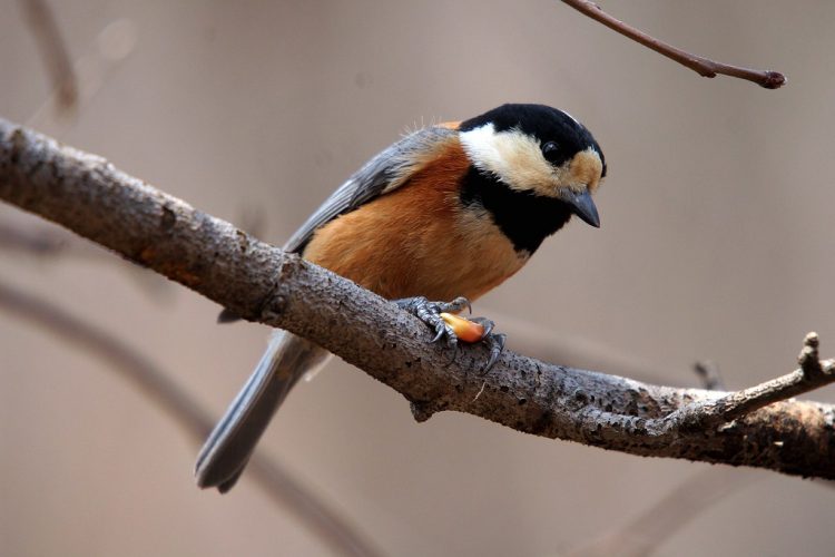 Varied Tits are socially monogamous. They maintain the pair-bond throughout the year, but frequently divorce and mate again.
