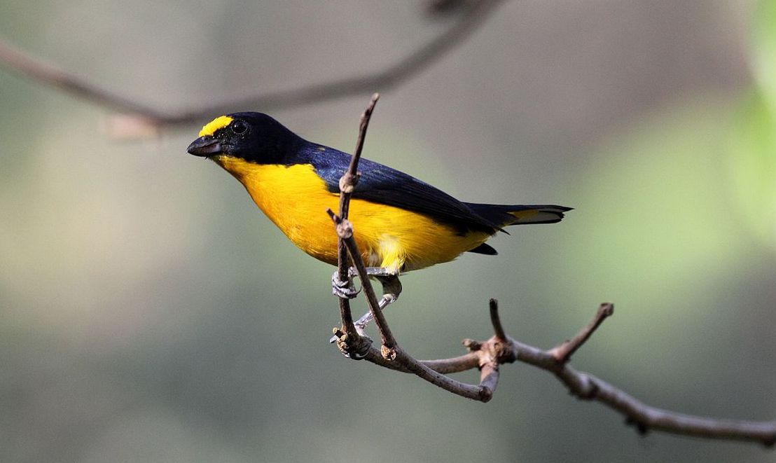 Yellow-throated euphonia (Euphonia hirundinacea)