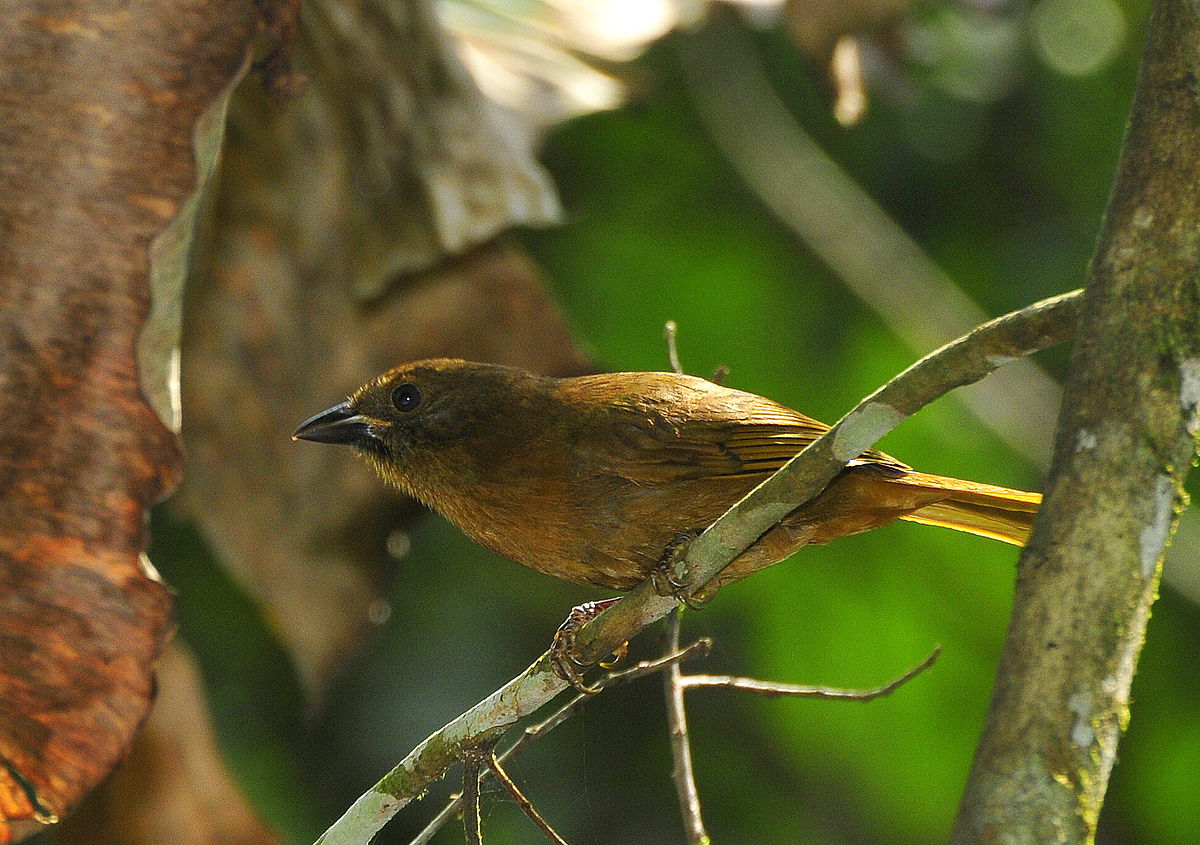 Female Red ant Tanager “Habia rubica”