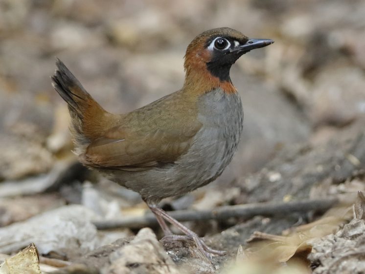 It is considered that Black-faced Mayan Antthrush “Formicarius analis” is a single species whose range extends from south-eastern Mexico to South America.