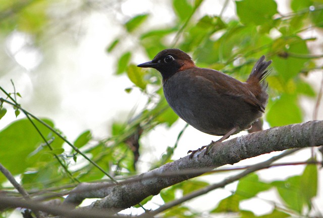 The song differences between moniligerand other black-faced antthrushes are comparable to accepted species-level differences in the genus Formicarius although the Black-faced Antthrush complex constitutes a single superspecies.
