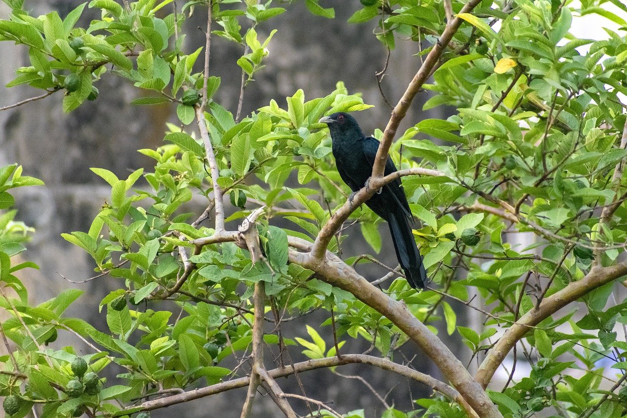 This is a medium-sized cuckoo with varying plumages by subspecies.