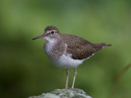 Common sandpiper upperparts brown olive, white under-parts, with streaked breast; wings with a white band; dark bill and greenish legs.