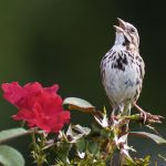 Song Sparrow Call consists of a combination of repeated notes rapidly passing isolated notes and trills very crisp clear and precise. 4