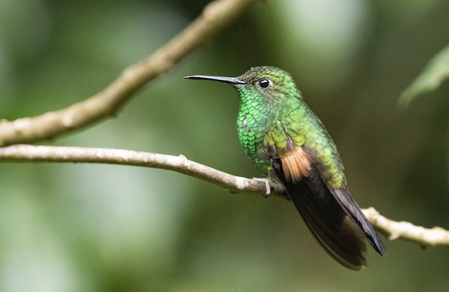 Stripe-tailed hummingbirds use their long, extendible, straw-like tongues to feed on the nectar of flowering trees, spiders, insects, shrubs, herbs, and epiphytes.