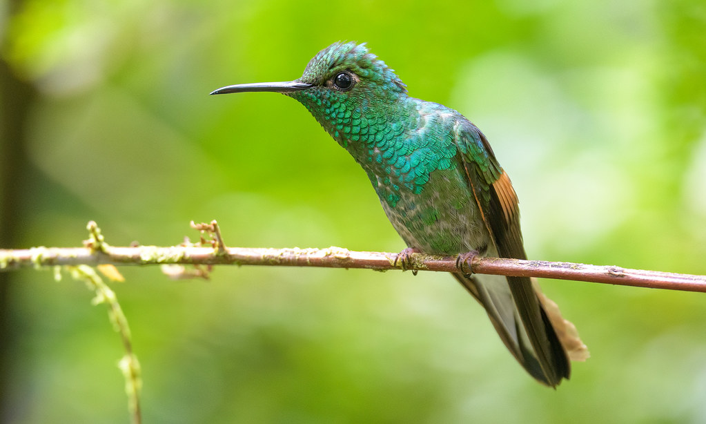 Stripe-tailed Hummingbird (Eupherusa eximia) is named for the white edges to its distinctive black outer tail feathers.
