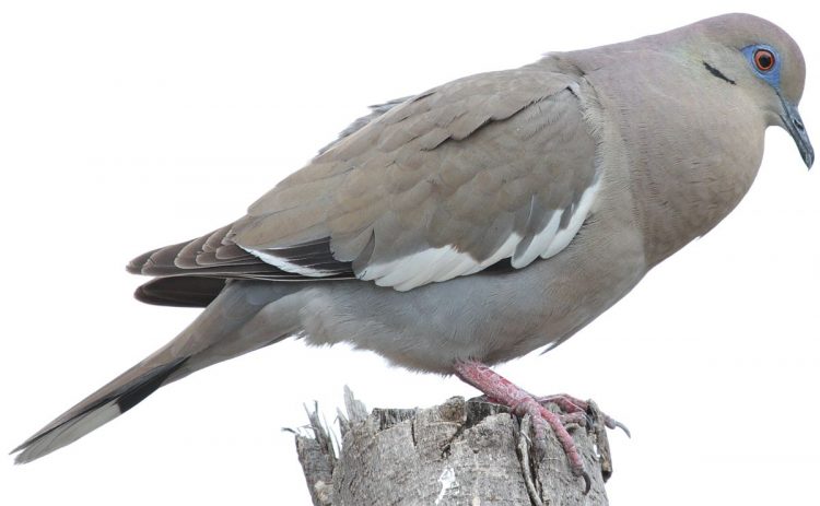 White-winged dove length is about 25–31 cm. It is also known as Mesquite Dove.  A medium-sized, heavy-bodied, broad-winged dove.
