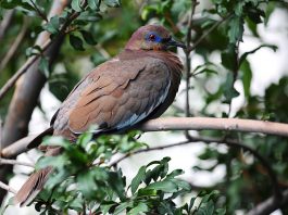 White-winged dove is usually, olive-brown above and fawn-pink below, with a black bill and red tarsi and feet.